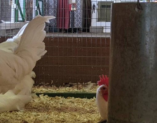 chickens