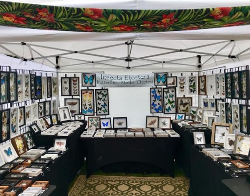 insect themed art tent