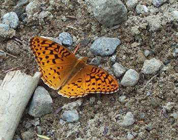 Photo of a butterfly on the ground