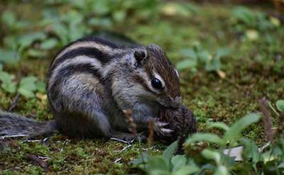 Chipmunk eating a nut / preparing for winter