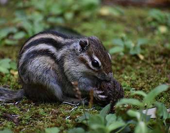 Chipmunk eating a nut / preparing for winter