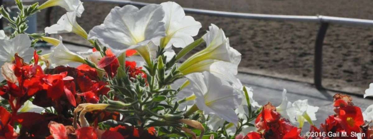 flower box by a horse racetrack