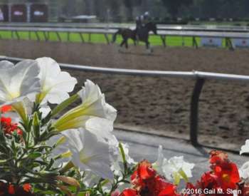 flower box by a horse racetrack
