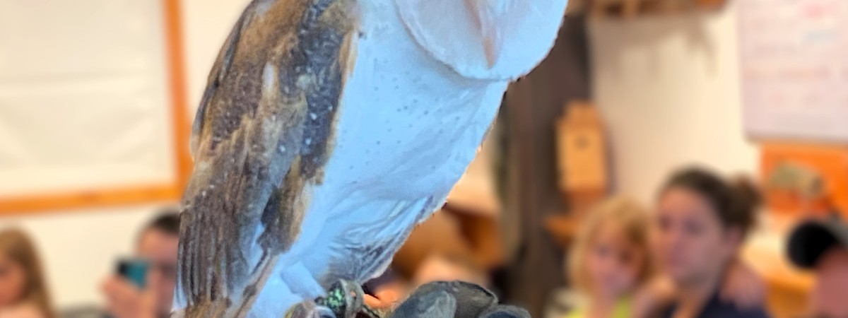 Barn Owl presented during Silent Wings Program
