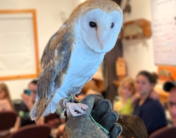 Barn Owl presented during Silent Wings Program