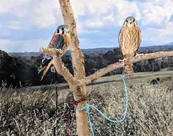 two falcons on tree