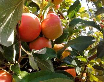 apples in apple tree