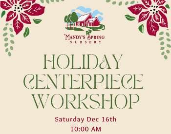 Make Your Own Holiday Centerpiece - Saturday, Dec 16 @ 10:00am