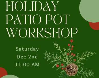 Make your Own Holiday Greens Patio Pot - Saturday Dec 2 @ 11:00am