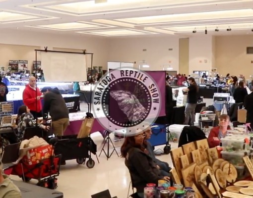 saratoga reptile show