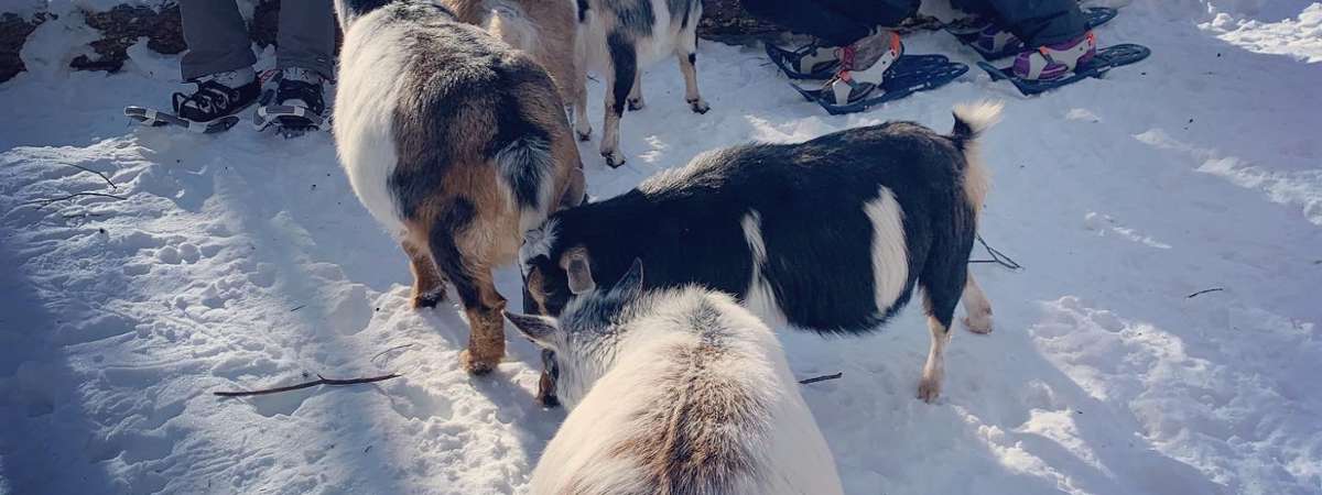 Snowshoe Adventure at intothewoodsfarmny.com