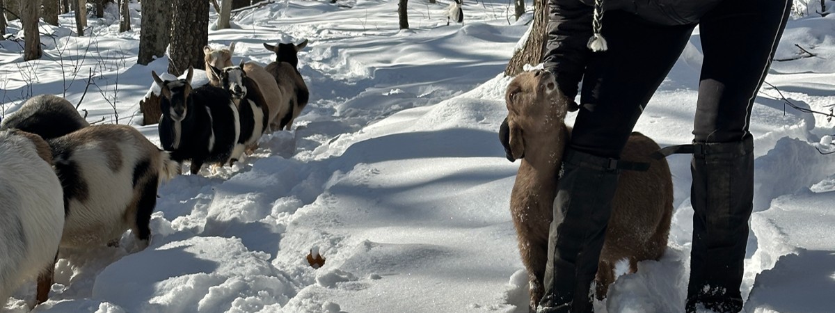 12/2024 Snowshoe conditions