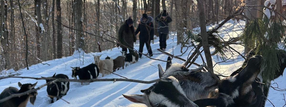 12/2024 Snowshoe conditions