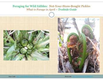 Foraging for Wild Edibles-Not-your-store-bought Pickles-What to forage in April-trailside digital guide