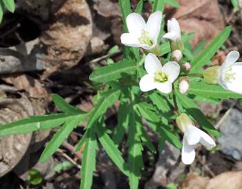 Cut-leaved Toothwort, an ephemeral spring wildflower