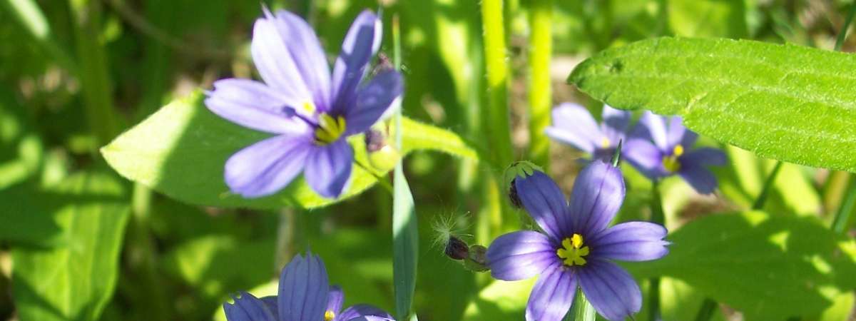Common Blue-eyed Grass