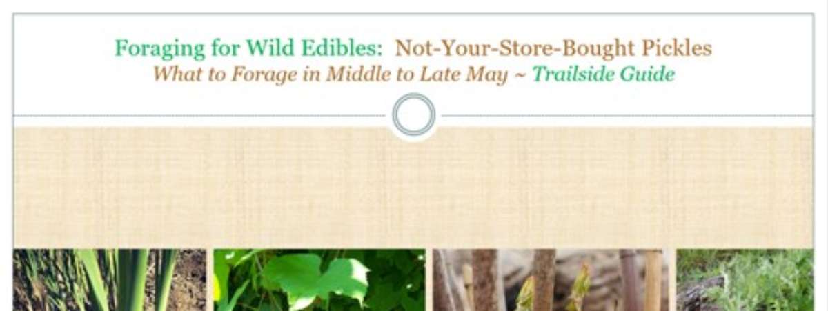 Foraging for Wild Edibles-Not-your-store-bought Pickles-What to forage in Middle to Late May-trailside digital guide