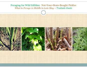 Foraging for Wild Edibles-Not-your-store-bought Pickles-What to forage in Middle to Late May-trailside digital guide