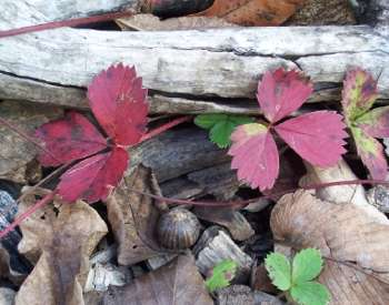 Woodland Strawberry leaves and acorn