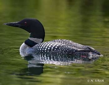 A common loon swimming across a lake.
