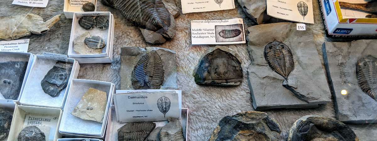 fossils