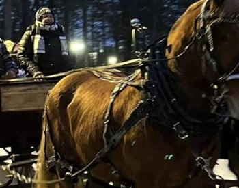 horse-drawn carriage ride