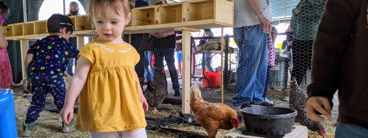 little girl near chicken