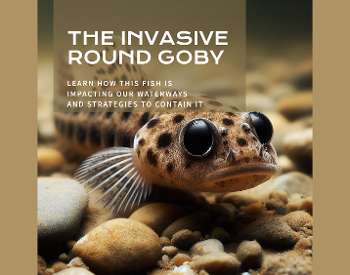 The invasive round goby, which is a light brown fish with dark spots.