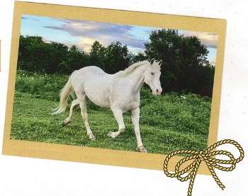 A white horse trots on the ranch.