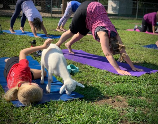 Intothewoodsfarmny.com goat yoga