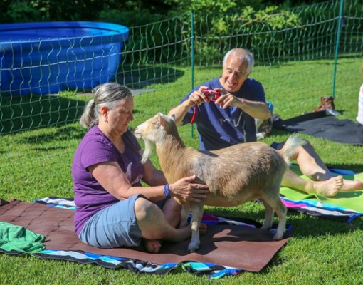 Intothewoodsfarmny.com goat yoga