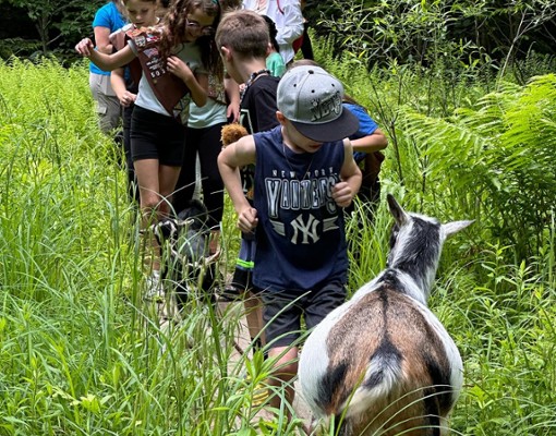 Www.intothewoodsfarmny.com