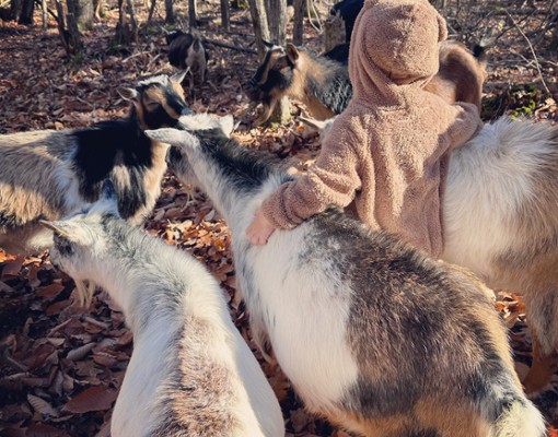 Www.intothewoodsfarmny.com