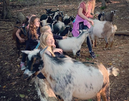 Www.intothewoodsfarmny.com