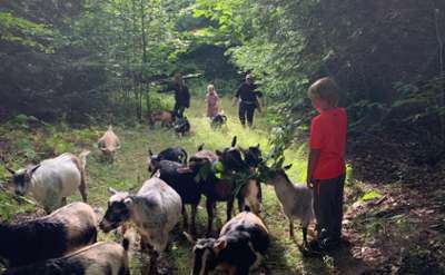 Www.intothewoodsfarmny.com