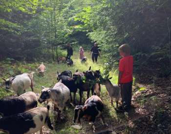 Www.intothewoodsfarmny.com