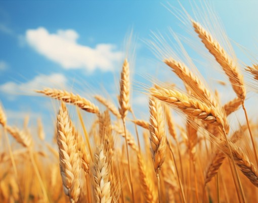 grains of wheat