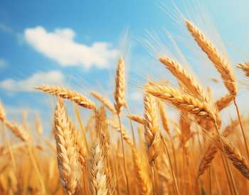 grains of wheat