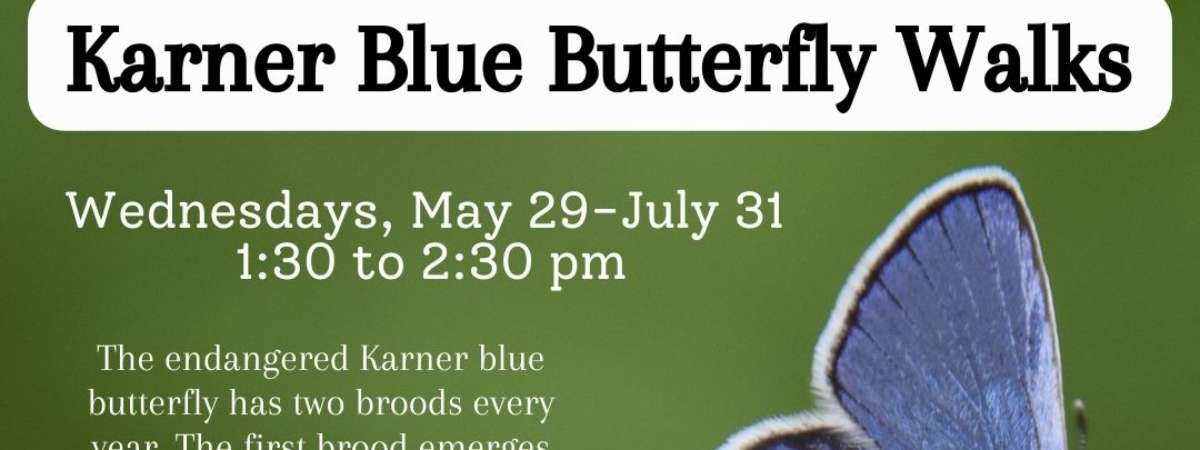 Karner Blue Butterfly Walks