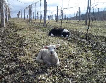 Lamb on the vineyard