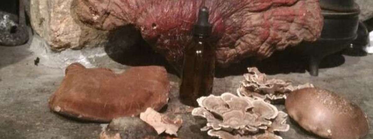 Medicinal Mushroom Tincture and Grow your Own Kit