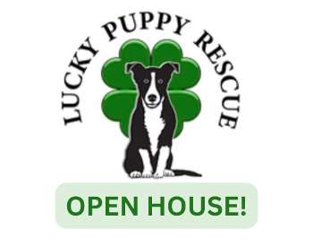 Lucky Puppy Rescue Open House