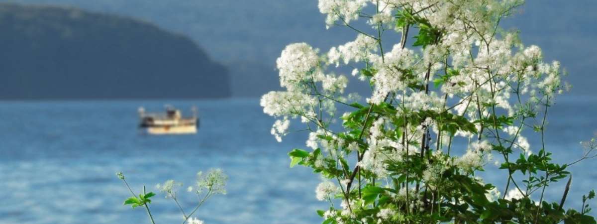 flowers in foreground, cruise ship on lake in background