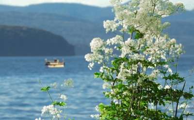 flowers in foreground, cruise ship on lake in background