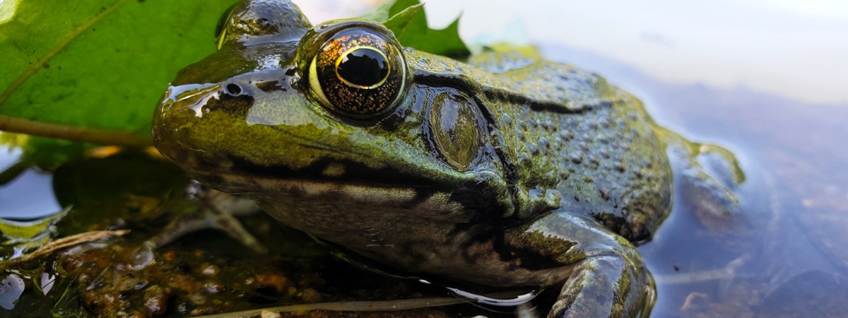 Frog in Up Yonda Farm pond