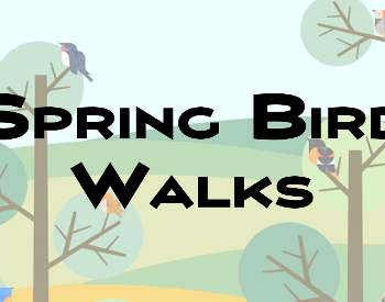 Bird Walk
