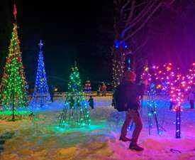 trees lit up with Christmas lights