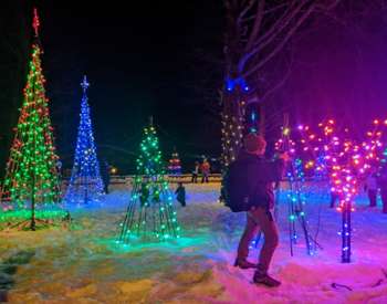 trees lit up with Christmas lights