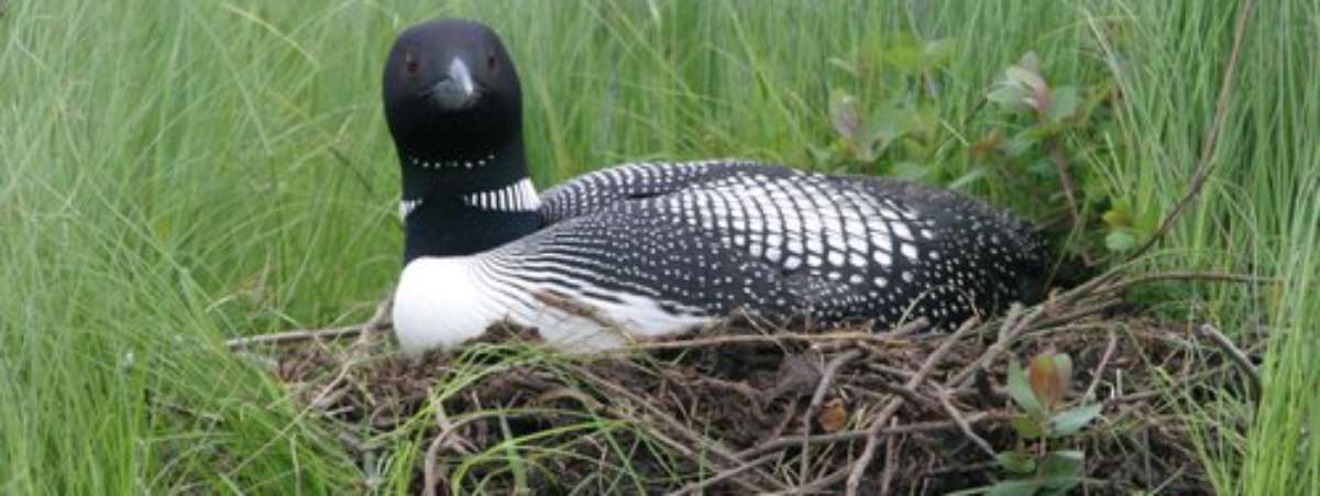 Unveiling the Secret Lives of Nesting Adirondack Loons