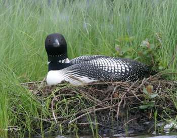 Unveiling the Secret Lives of Nesting Adirondack Loons